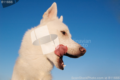 Image of white puppy