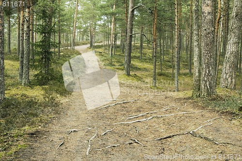Image of Wood road