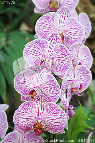 Image of Pink orchid