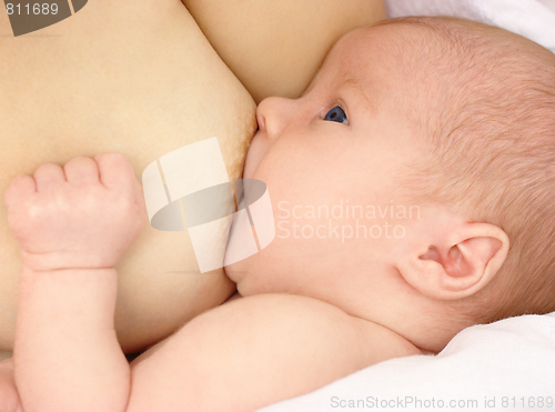 Image of Newborn sucks mother's breast, breastfeeding