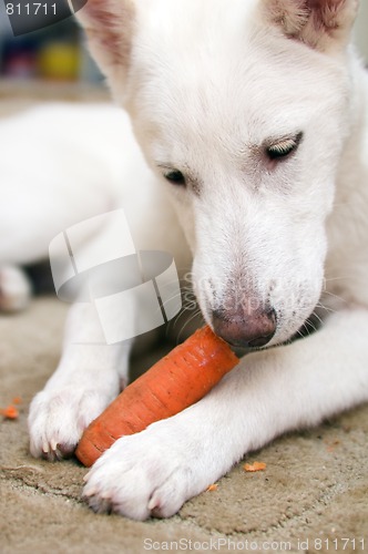 Image of The white dog gnaws carrots