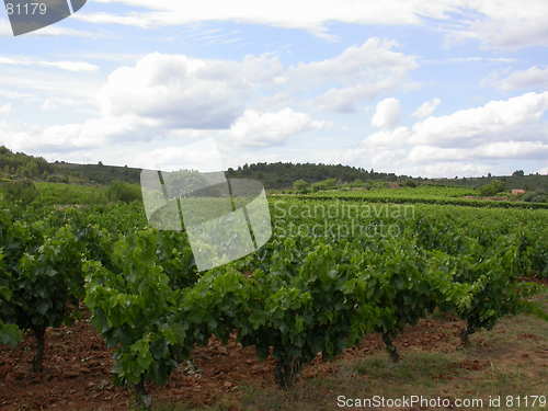 Image of French Wineyard