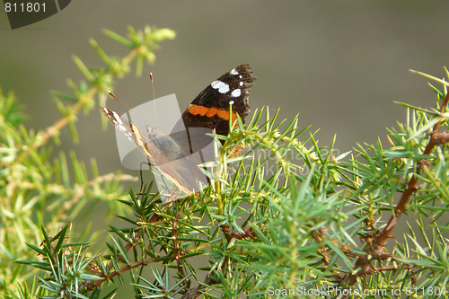 Image of Vanessa butterfly