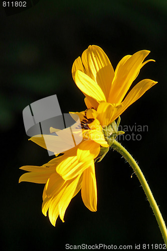 Image of Sweet-potato flower