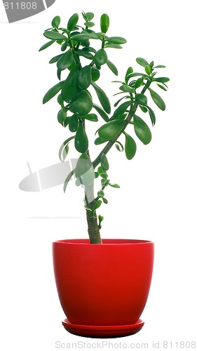 Image of Jade tree