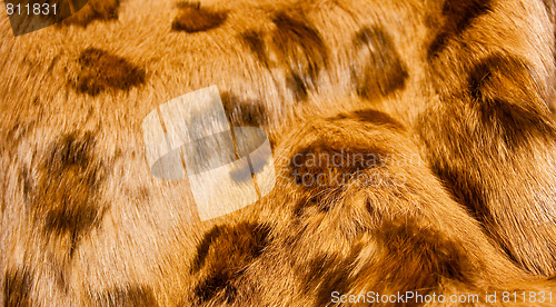 Image of Spotted brown fur