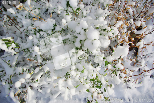 Image of fresh snow on grass and bushes