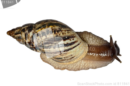 Image of Achatina reticulata snail