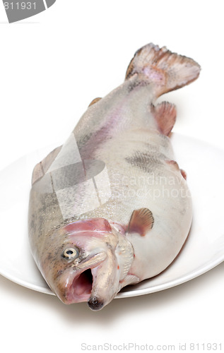 Image of Fish trout on plate