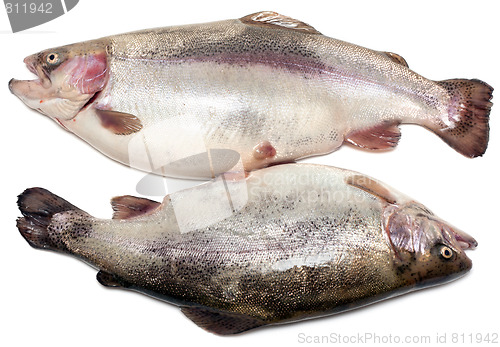 Image of Pair of damp fish to trouts