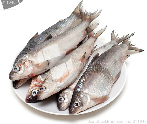 Image of Fresh fish whitefish on plate