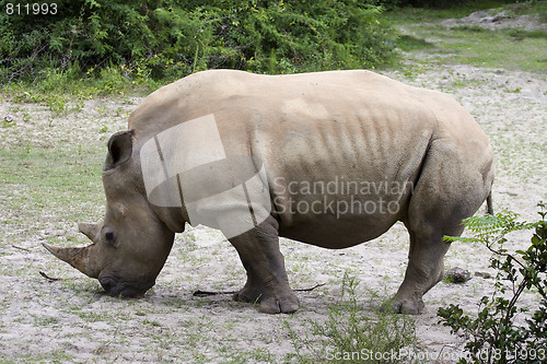 Image of rhinoceros 