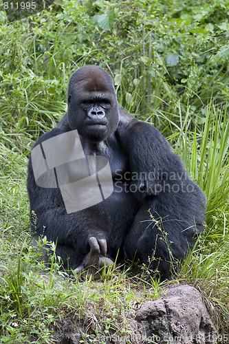 Image of gorilla