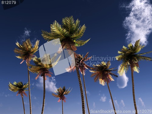 Image of Wild Palms