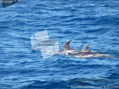 Image of Dolphins