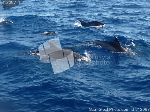 Image of Dolphins