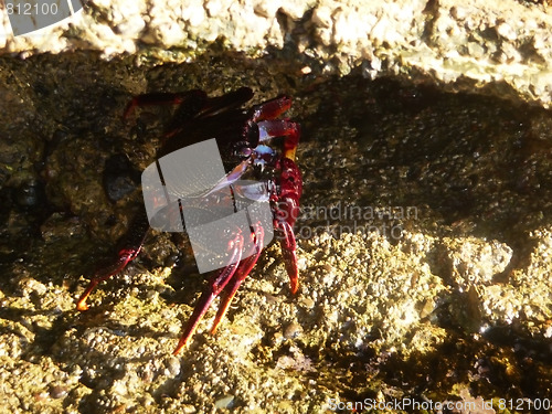 Image of Tropical Crab