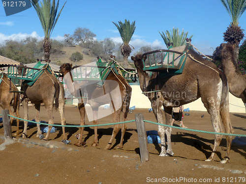 Image of Camels