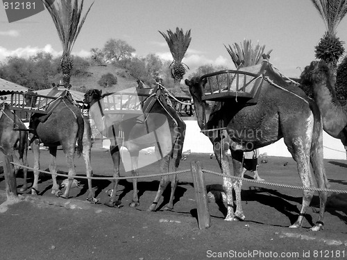 Image of Camels