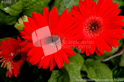 Image of Red flower