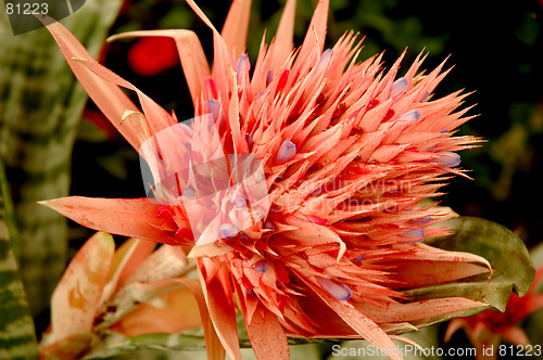 Image of Tropical flower