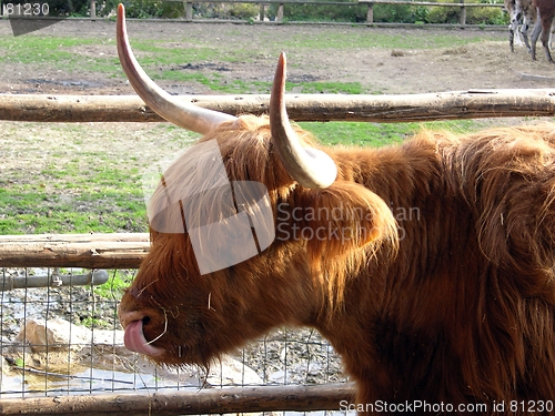 Image of highland cattle