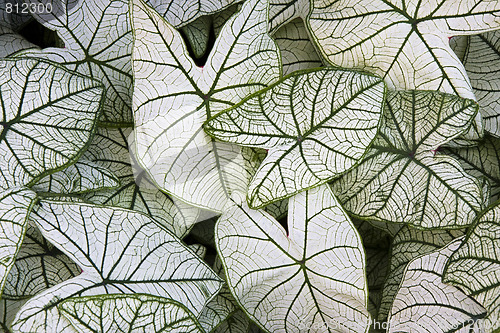 Image of Caladium Candidum leaves