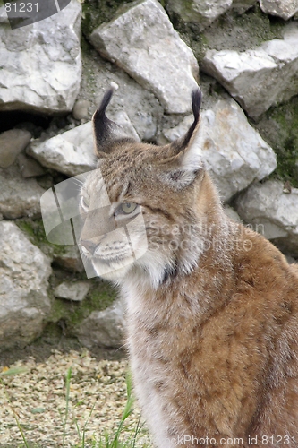 Image of lynx