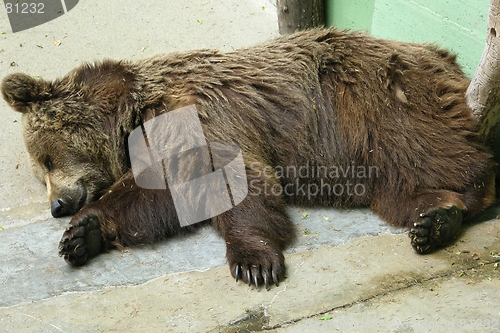 Image of bear sleeping