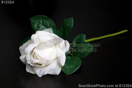 Image of White single rose