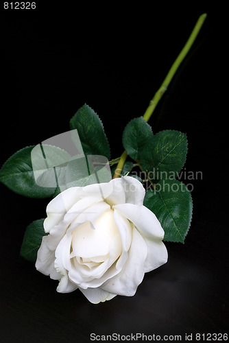 Image of White single rose