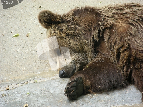 Image of bear sleeping