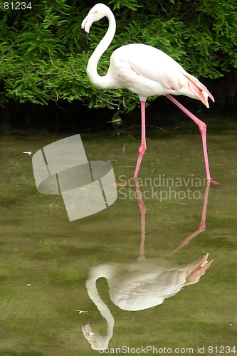 Image of flamingo