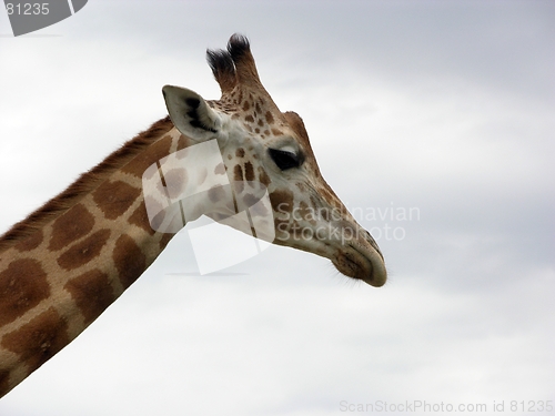 Image of giraffe