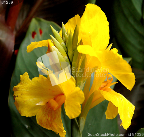 Image of Yellow Flower