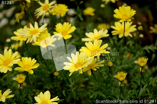 Image of yellow daisies,