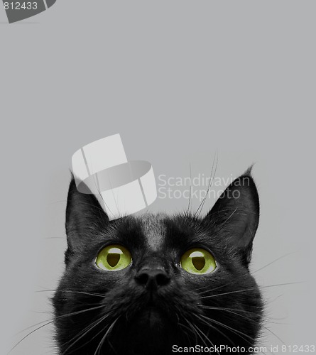Image of black cat