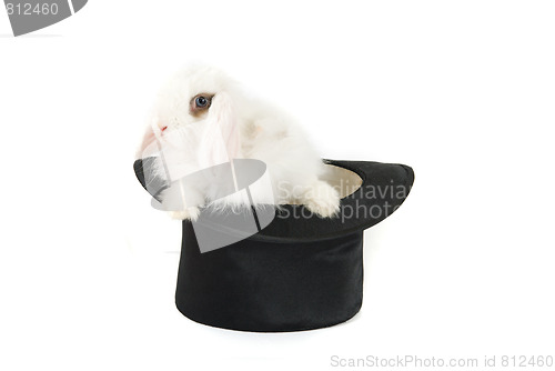 Image of bunny and black hat