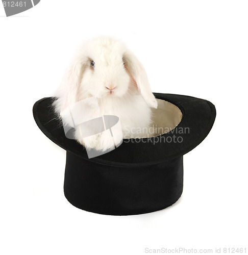 Image of rabbit and black hat