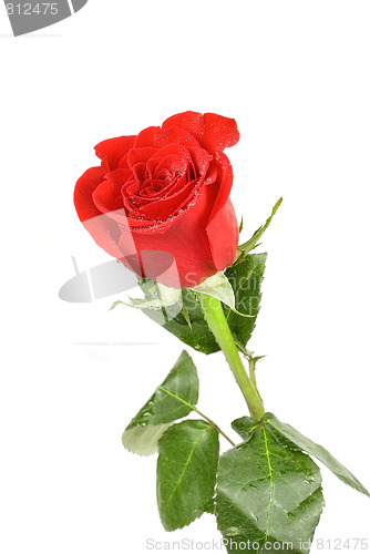 Image of red rose