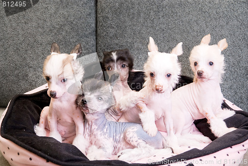 Image of chinese crested puppy dogs