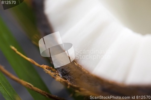 Image of coconut and palm leaf. exotic scene