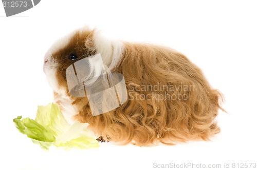 Image of guinea pig isolated on the white background