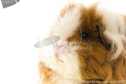 Image of guinea pig isolated on the white background