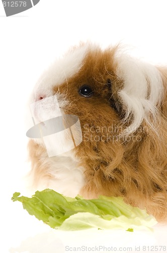 Image of guinea pig isolated on the white background