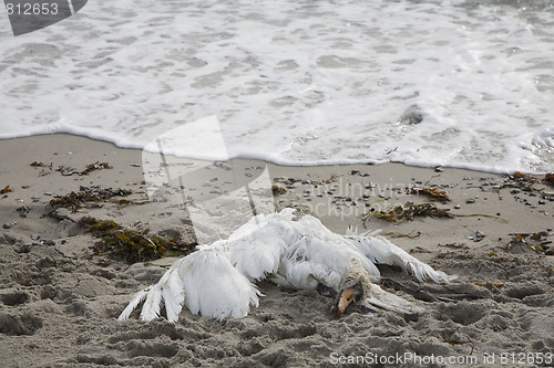 Image of Dead Swan