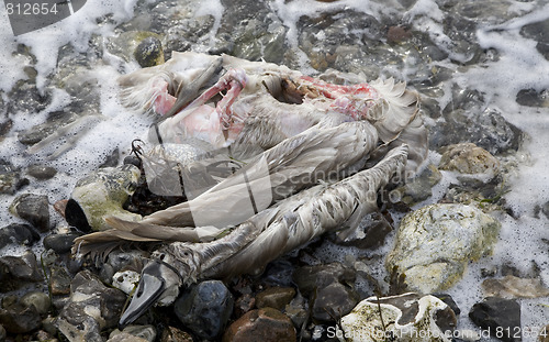 Image of Dead Swan