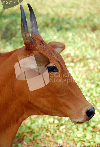 Image of Indian Cow's Head