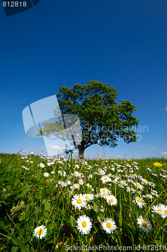 Image of Daisy flowers and tree