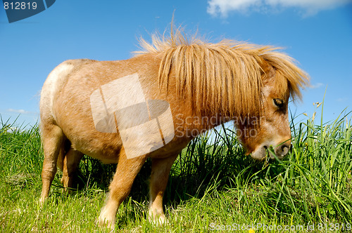 Image of Young horse is eating grass